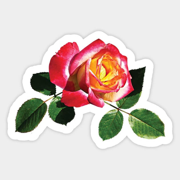 Red and Yellow Rose Sticker by SusanSavad